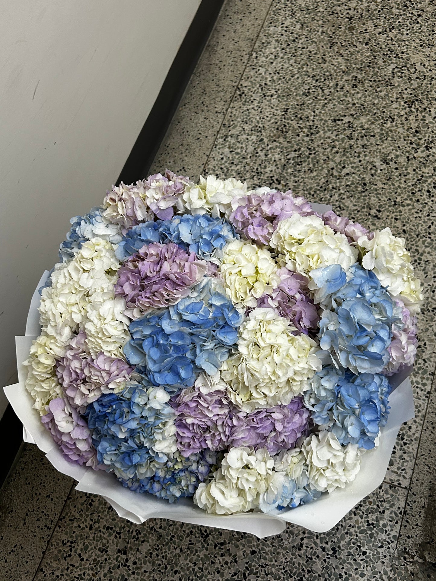 Royal Hydrangea Dream