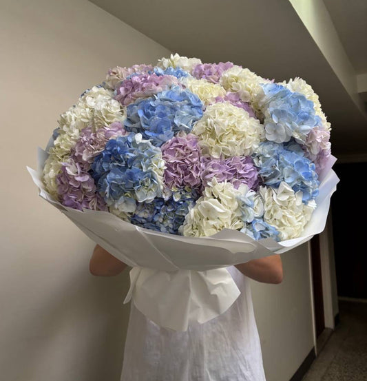 Royal Hydrangea Dream