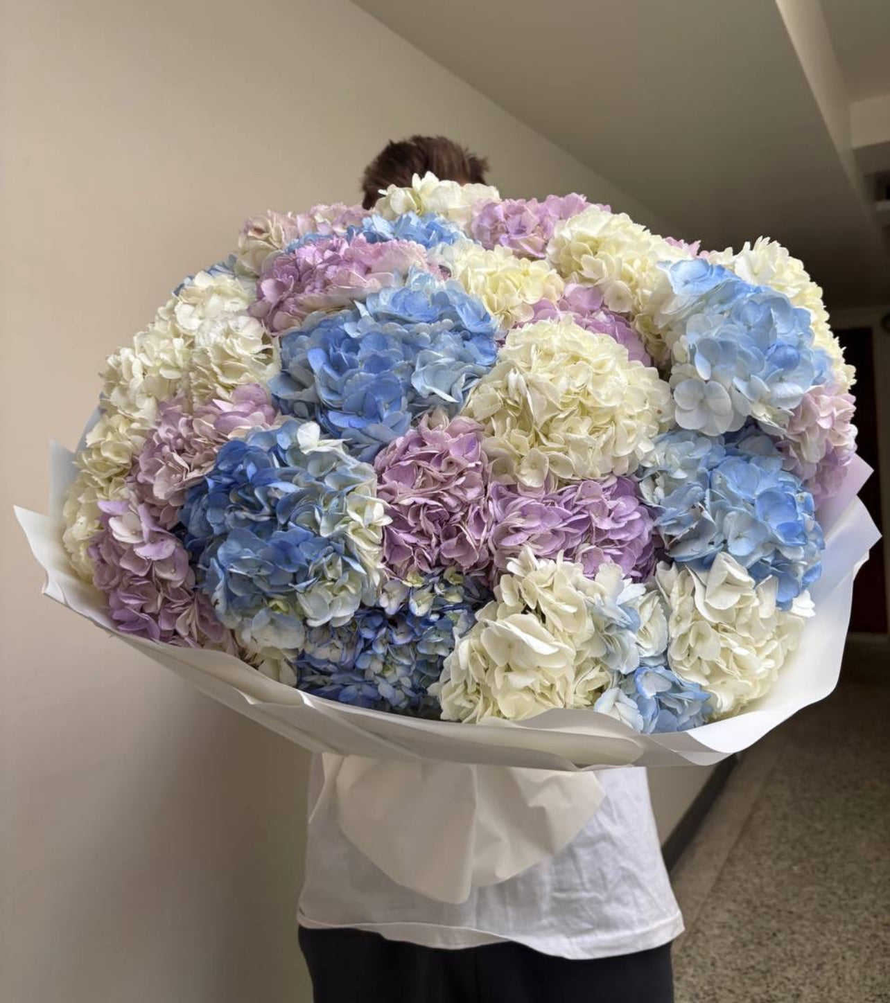 Royal Hydrangea Dream